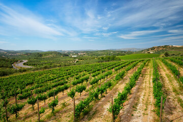 Fototapeta na wymiar Wineyard with grape rows