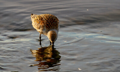 The Dunlin or Calidris alpina. One bird Dunlin on the shore looking for food