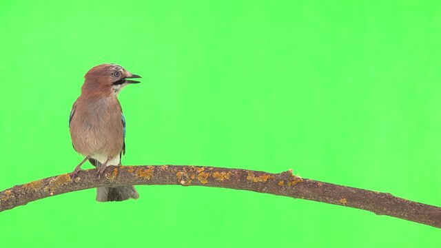 Jay sits on a branch on a green screen jumps and flies off the screen