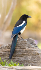 common magpie sitting on a stone against a blurred background, Pica pica