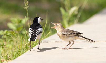 White wagtail on the ground feeds its chick, chick begs for food, Motacilla alba