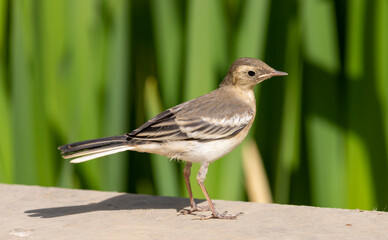 White wagtail chick standing on the ground awaiting feeding, Motacilla alba