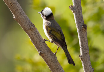Chinese real bulbul sits on a branch against a blurred green background, Pycnonotus sinensis