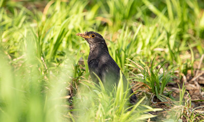 Blackbird, an adult bird, sits on the ground among the vegetation, Turdus merula