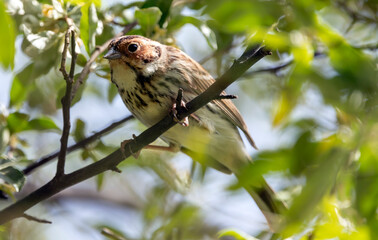 little bunting sitting on a tree branch among the leaves, Emberiza pusilla