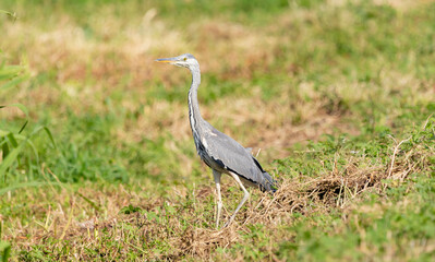 A young gray heron awaits its prey among the grass, Ardea cinerea