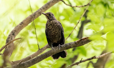 Blackbird, a young bird, sits on a branch on a blurred background among the trees, Turdus merula