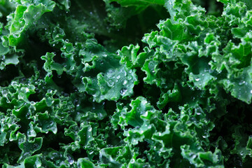 Kale. King of nutrition. Kale leaf with dew, close up.