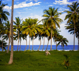 Fototapeta na wymiar white horse perched on the undergrowth of a palm grove on the coast of the Atlantic Ocean on an island in the Caribbean in the Dominican Republic