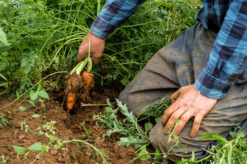 Farmer harvesting organic carrots 