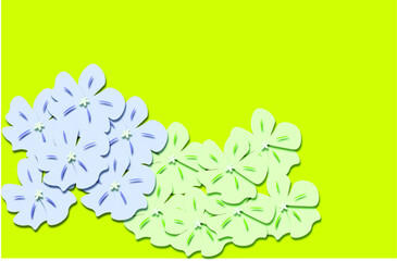 Hydrangea flowers in bloom during summer season in yellow background.