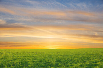 summer landscape, field with green grass and horizon, textured sunset sky, sun