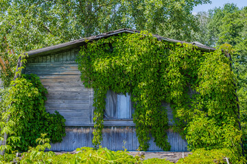 The wooden facade of an old abandoned house, covered with wild ornamental grapes on a sunny day.