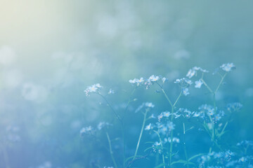summer glade with blue forget-me-nots, defocus background
