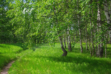 Fototapeta premium summer forest landscape with birch trees and meadow, sunny day