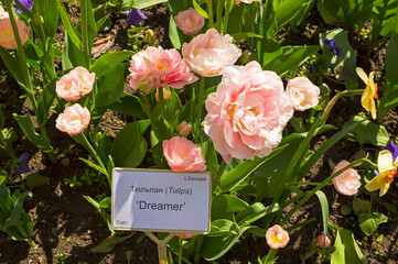 Tulips of the Dreamer  species.