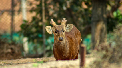 Hog deer of Assam looking straight