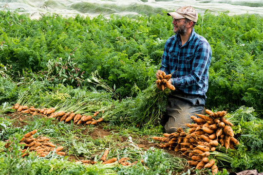 Farmer in field holding bunch of freshly picked carrots.