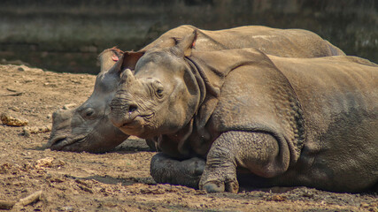 Rhino, One horned rhino