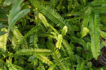 Fototapeta na wymiar Fresh fern and nephronepis in the garden