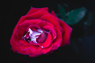 Red rose on a dark background