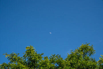 Blue sky and moon visible over trees