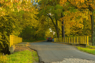 Asfaltowa droga wśród drzew pokrytych żółtymi liśćmi.
