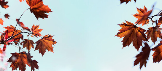 Banner for autumn sale. Bright orange and red maple leaves on blue sky. Promotion banner for September sale. Autumn mock up for sale with maple leaves. Decorative minimalistic design for October.
