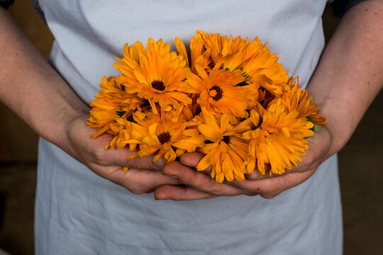Close up of person holding bunch of edible orange Calendulas.