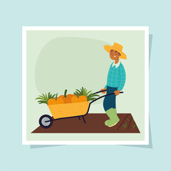 farmer pumpkins on wheelbarrow