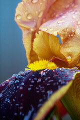 Iris flower petals with raindrops in the garden. Vibrant flower leaves shot up close outdoors after the rain.