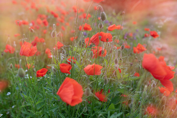 Obraz premium Red poppy flower field. Summertime background.