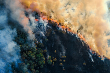 Burning grass with fire and smoke. Forest fire, aerial top view from drone.