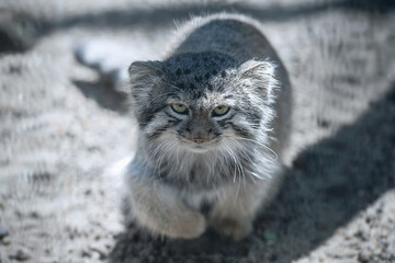 Pallas's cat (Otocolobus manul). Manul is living in the grasslands and montane steppes of Central...