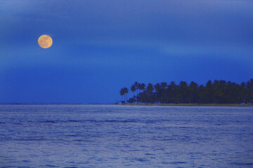 huge yellow moon hangs over the bay where coconut palms lean over the ocean waves