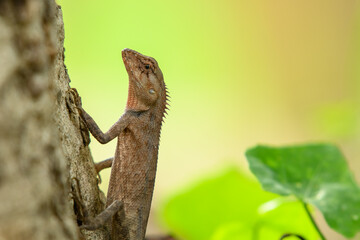 lizard on a tree