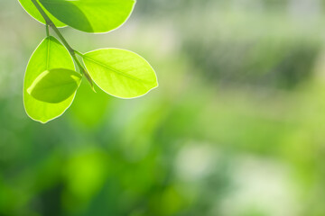 green leaves background