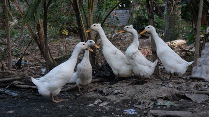 A collection of ducks in the cage, these ducks often lay eggs. This duck really likes estuaries and watery muddy soil. This duck is used to simple circumstances.