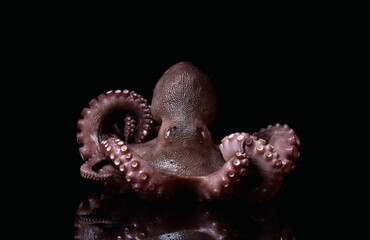 octopus tentacle seafoor animal gourmet