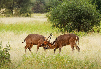 Two antelopes of the species Common waterbuck (Kobus ellipsiprymnus) sort things out. Tarangire National Park, Tanzania.