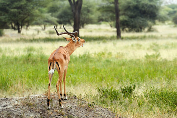 Handsome male is impala antelope, one of most graceful antelopes in Africa. Tarangire National Park, Tanzania.