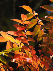 Fototapeta premium ハゼノキの紅葉