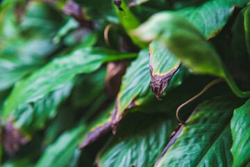 Close up a burned leaves after sun light in the garden