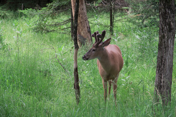 Large deer in a forest