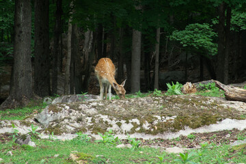 Large deer in a forest