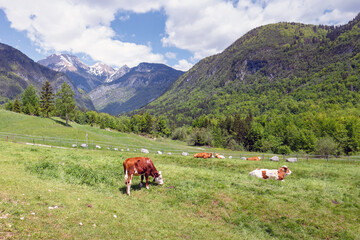 Fototapeta premium Cows grazing on alpine pasture. Grass finished beef. Happy cattle in nature.
