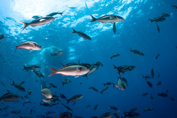 School of fish in blue sea water.