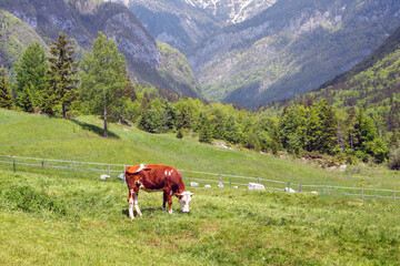 Fototapeta na wymiar Cows grazing on alpine pasture. Grass finished beef. Happy cattle in nature.