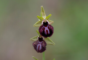 Ophrys incubacea, Ophrys sphegodes subsp. atrata, mediterranean wild orchid, Andalucia, Spain.