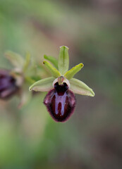 Ophrys incubacea, Ophrys sphegodes subsp. atrata, mediterranean wild orchid, Andalucia, Spain.